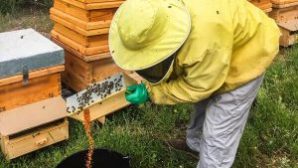 recolectar-polen-de-abeja-300×300