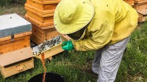 recolectar-polen-de-abeja-300×300