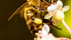 abejas-en-peligro-de-extincion-300×300