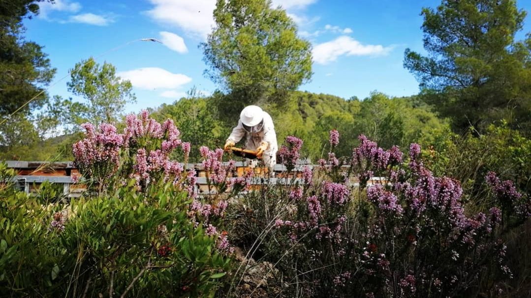 avilluis_meldelperello_122487643_696771664278349_7284729167933363615_n Abelles treballant per produir mel artesana Avi Lluís a les Terres de l'Ebre