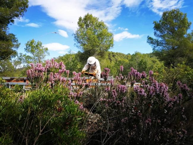 Mel Artesana de les Terres de l’Ebre – Avi Lluís Abelles treballant per produir mel artesana Avi Lluís a les Terres de l'Ebre