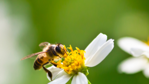 08- Logo (5Logo para agencia de buceo innovador en azul oscuro con azul claro00 x 500 px)